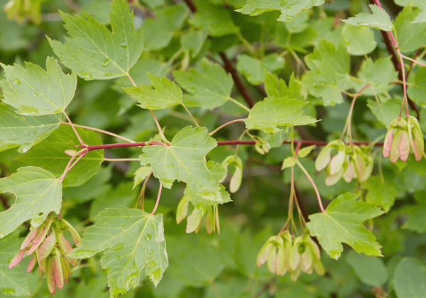 Douglas Maple Tree In a Garden